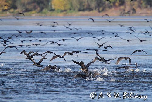 Kormorany czarne, Phalacrocorax carbo