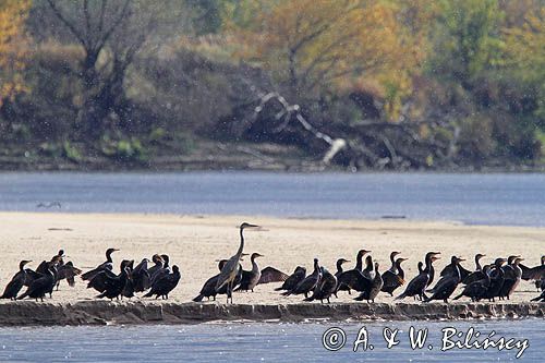 Kormorany czarne, Phalacrocorax carbo i czapla siwa, Ardea cinerea na łasze wiślanej