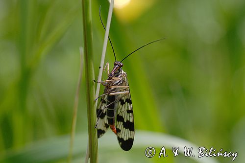 Wojsiłka pospolita / Panorpa communis / samiec