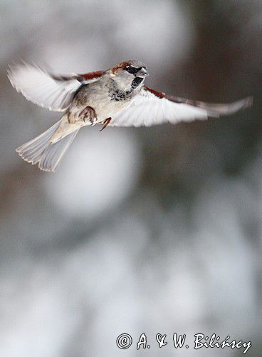 Wróbel zwyczajny, wróbel domowy, wróbel, jagodnik, Passer domesticus