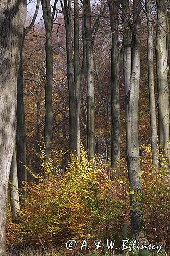 Park Krajobrazowy Wzgórz Dylewskich, Mazury