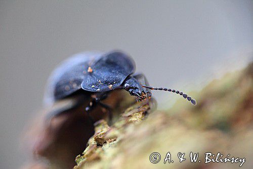 Zaciemka czarna, Phosphuga atrata