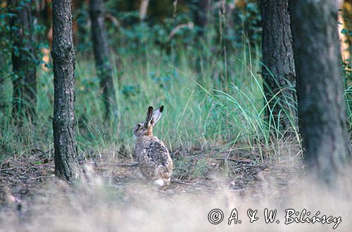zając szarak, Lepus europaeus europaeus, w biegu