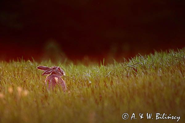 Zając szarak, Lepus europaeus