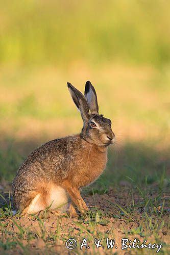 Zając szarak, Lepus europaeus