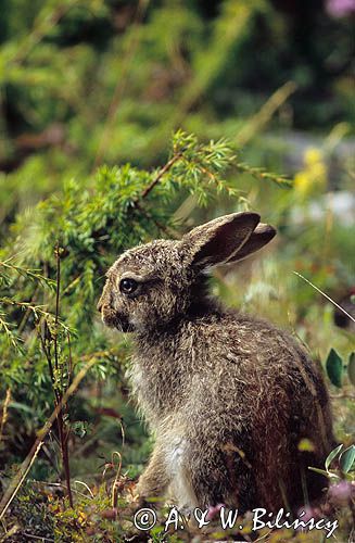 zajączek, Lepus europaeus europaeus