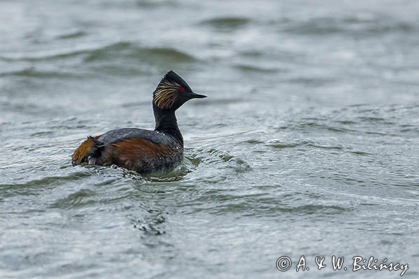 Perkoz zausznik, zausznik, Podiceps nigricollis