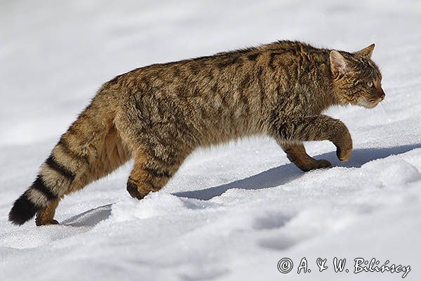 źbik europejski, Felis silvestris silvestris, Bieszczady