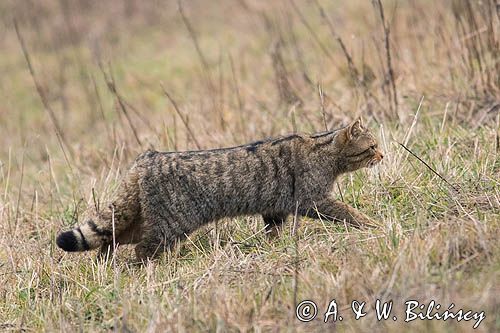 żbik europejski, Felis silvestris silvestris, Bieszczady