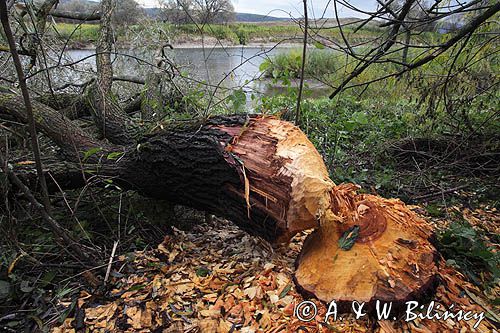 zgryz bobrowy nad Sanem koło Witryłowa na Pogórzu Dynowskim