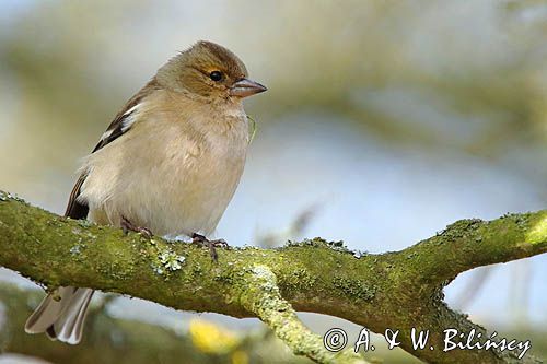 zięba, Fringilla coelebs, samica