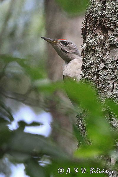 dzięcioł zielonosiwy Picus canus