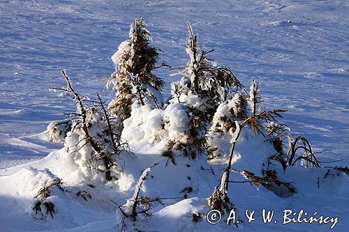 na Połoninie Wetlińskiej, Bieszczady, oblodzone świerczki