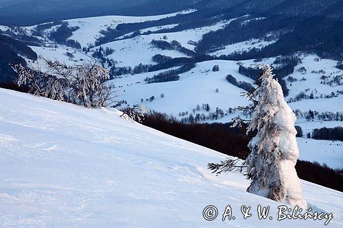 na Połoninie Wetlińskiej, Bieszczady