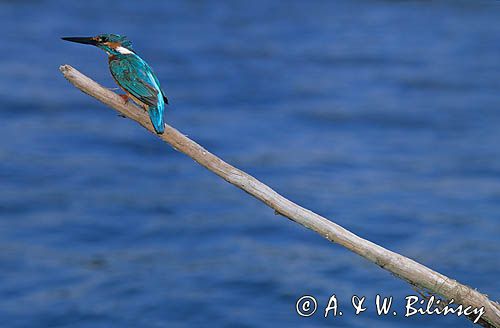 Zimorodek na gałęzi Alcedo atthis