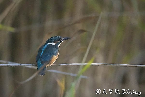 Zimorodek, Zimorodek zwyczajny, Alcedo atthis