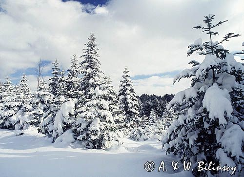 zimowe choinki, jodełki w Bieszczadach