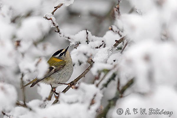 Zniczek zwyczajny, zniczek, Regulus ignicapilla