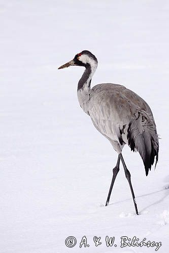 żuraw Grus grus na śniegu