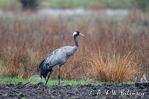 żuraw, Grus grus, Podlasie