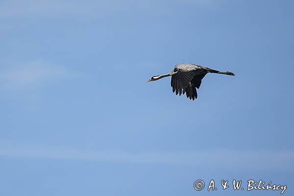 Żuraw zwyczajny, żuraw, żuraw popielaty, żuraw szary, Grus grus