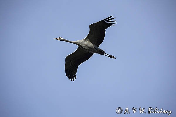 Żuraw zwyczajny, żuraw, żuraw popielaty, żuraw szary, Grus grus