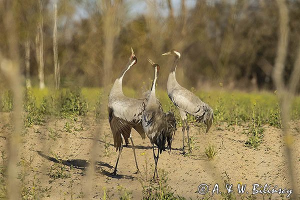 Żuraw zwyczajny, żuraw, żuraw popielaty, żuraw szary, Grus grus, zaloty