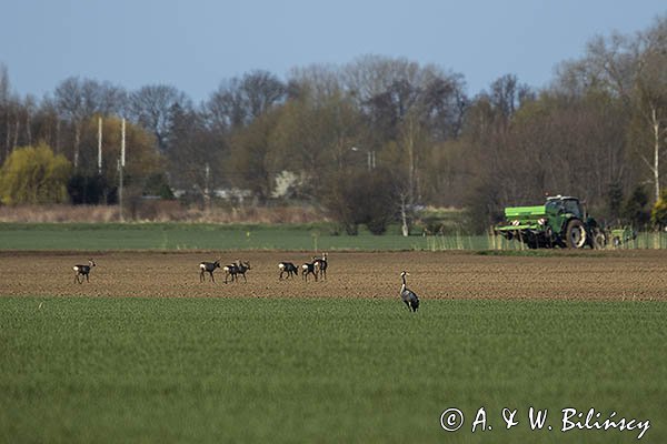 Sarny, Capreolus capreolus, żuraw, grus grus, i traktor