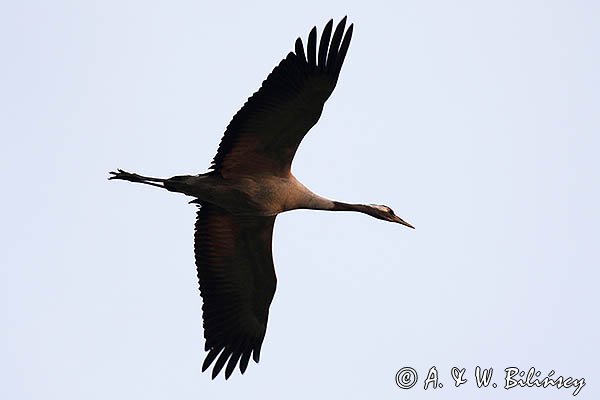 Żuraw zwyczajny, żuraw, żuraw popielaty, żuraw szary, Grus grus