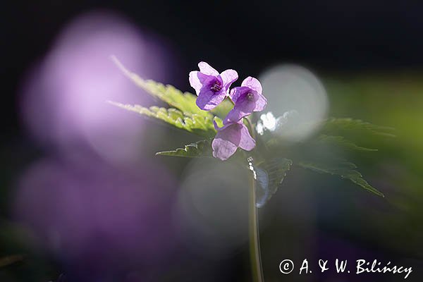 Żywiec gruczołowaty, Dentaria glandulosa
