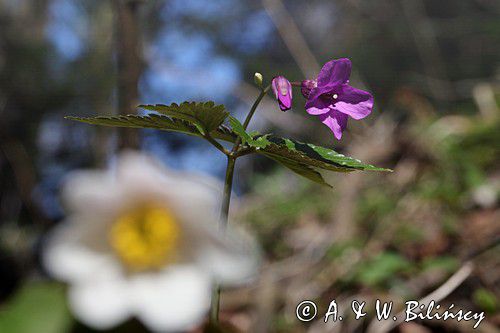 żywiec gruczołowaty Dentaria glandulosa