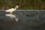 Czapla Biała nad Nogatem, Żuławy Wiślane, Ardea alba
