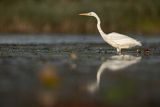 Czapla Biała nad Nogatem, Żuławy Wiślane, Ardea alba