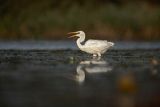 Czapla Biała nad Nogatem, Żuławy Wiślane, Ardea alba