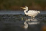 Czapla Biała nad Nogatem, Żuławy Wiślane, Ardea alba