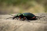 Biegacz zielonozłoty, Carabus auronitens