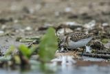 Biegus malutki, Calidris minuta