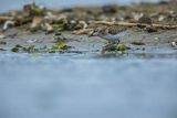 Biegus malutki, Calidris minuta