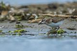 Biegus malutki, Calidris minuta