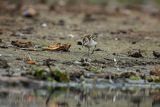 Biegus malutki, Calidris minuta