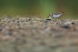 Biegus malutki, Calidris minuta