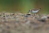 Biegus malutki, Calidris minuta