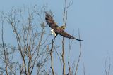 Bielik, Haliaeetus albicilla