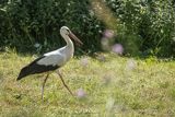 Bocian biały, Ciconia ciconia