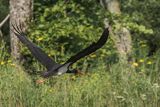 Bocian czarny, Ciconia nigra