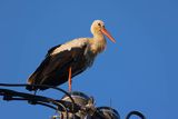 Bocian biały, Ciconia ciconia