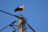 Bocian biały, Ciconia ciconia