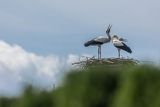 Bocian biały, Ciconia ciconia, para na gnieździe