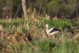 Bocian biały, Ciconia ciconia
