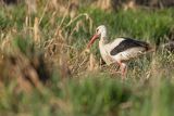 Bocian biały, Ciconia ciconia